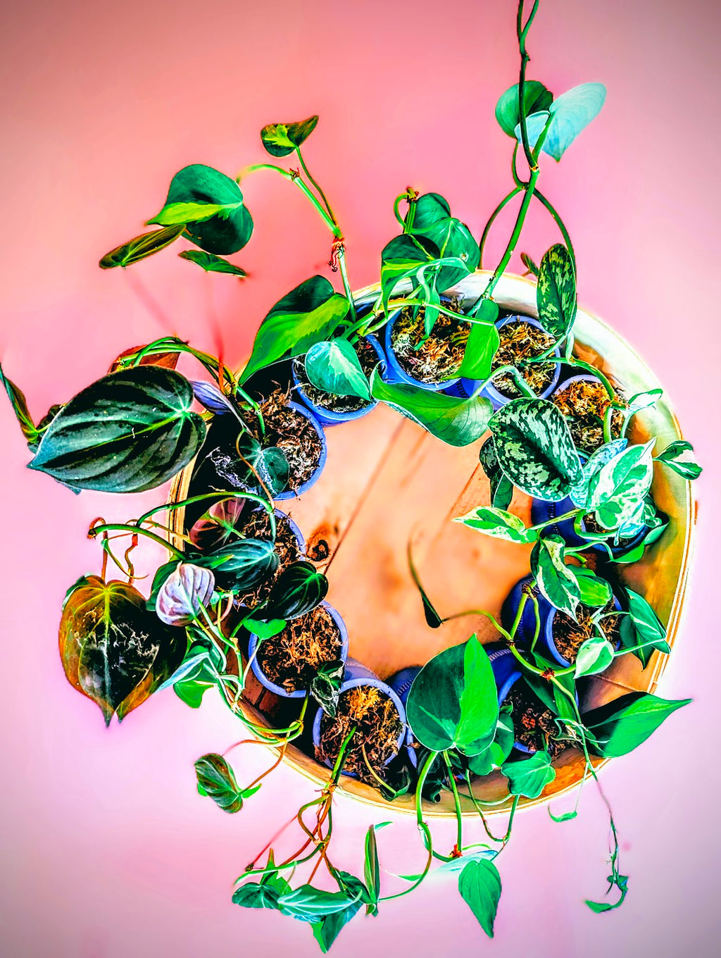 .Pothos in Ceramic