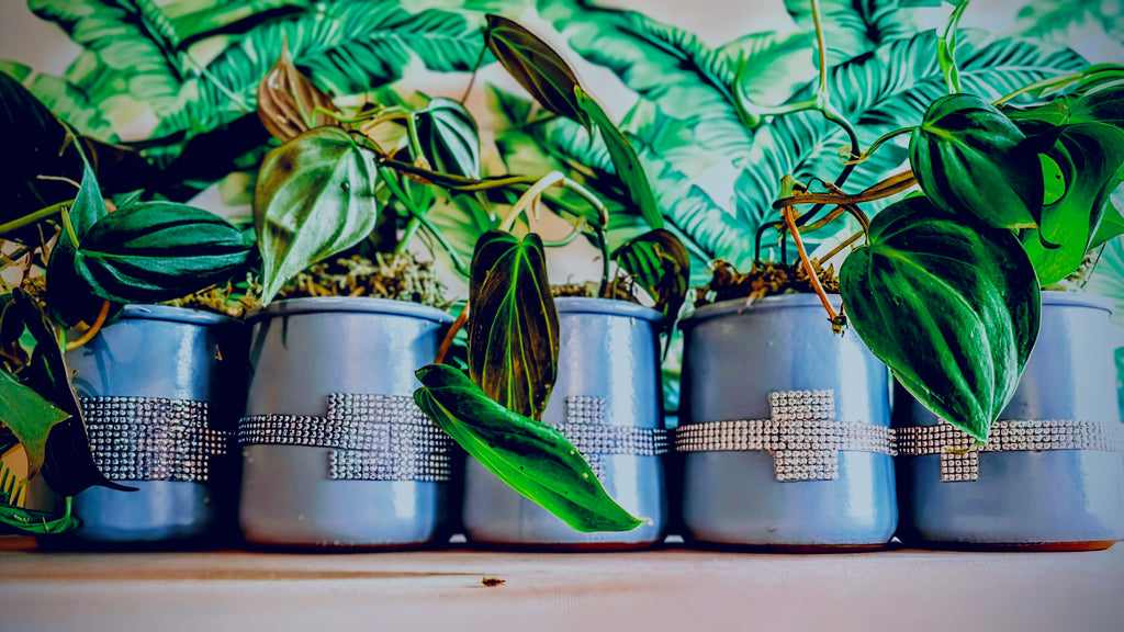 .Pothos in Ceramic