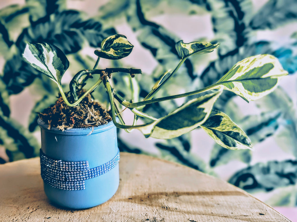 .Pothos in Ceramic