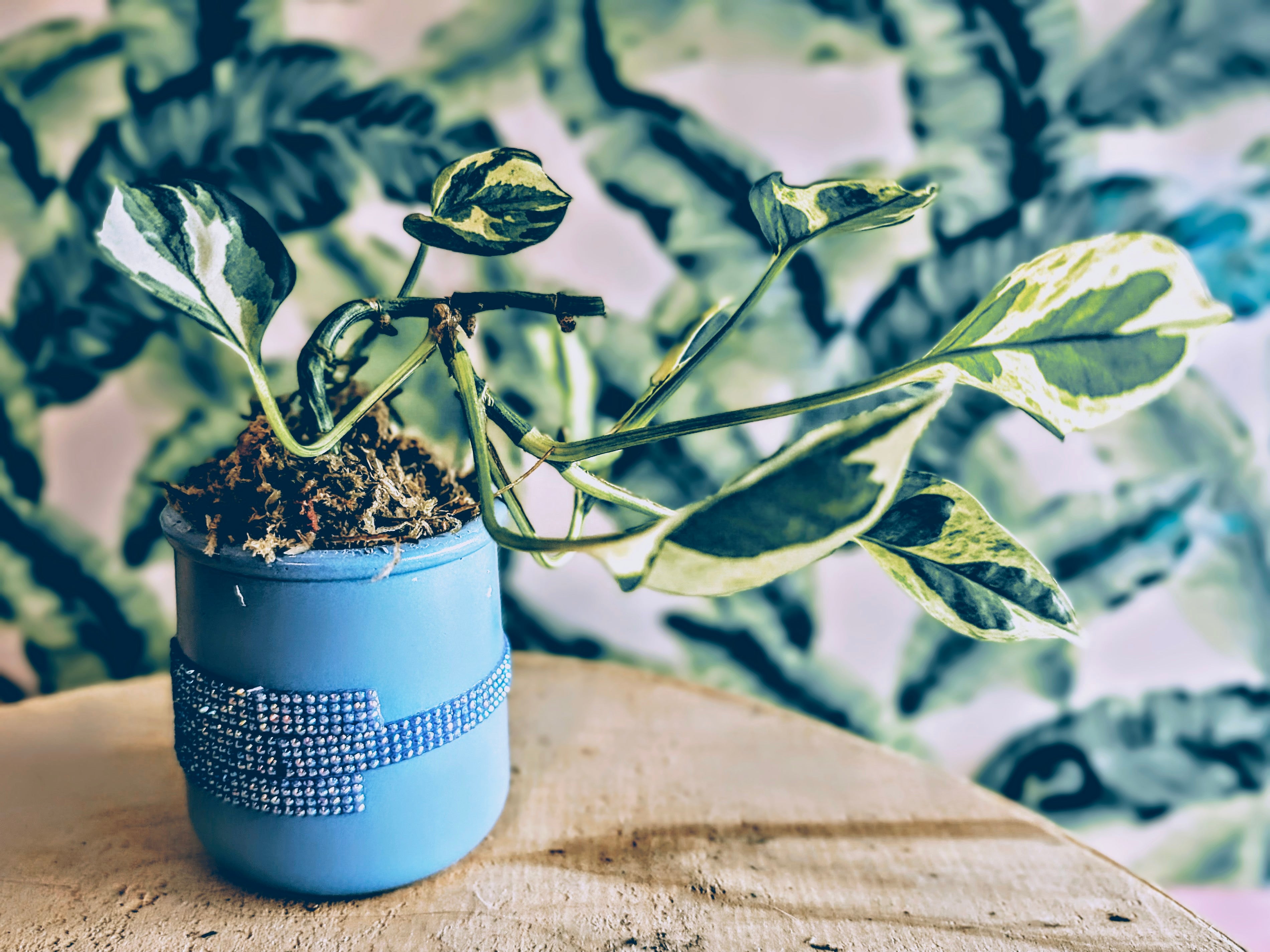 .Pothos in Ceramic