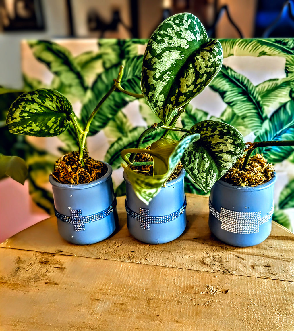 .Pothos in Ceramic